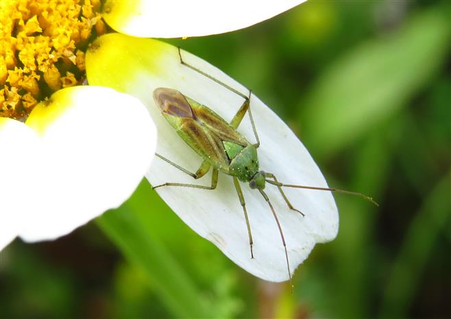 Miridae: Closterotomus norwegicus  del Portogallo